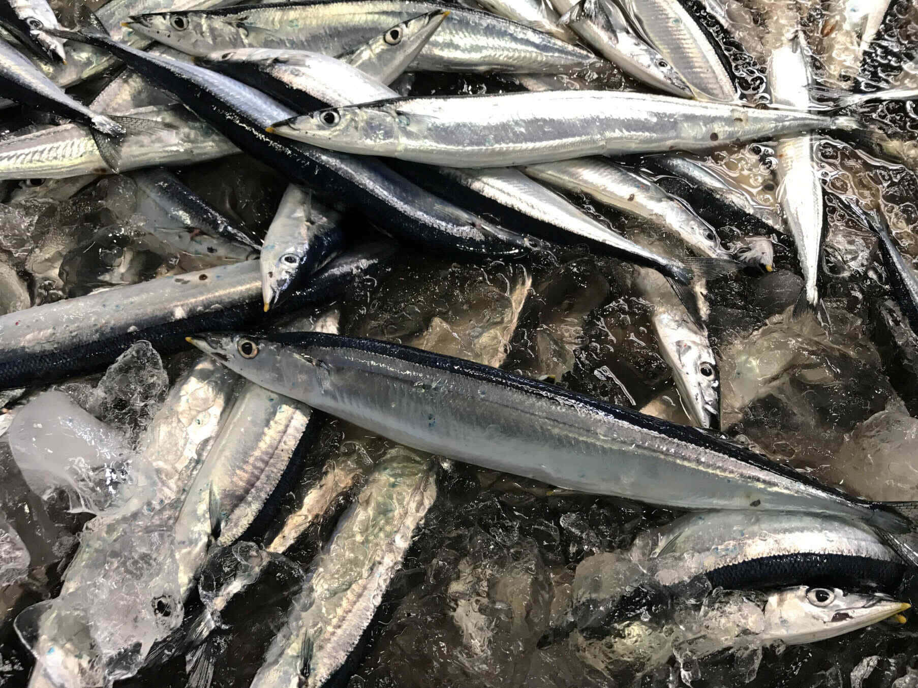  壁紙 — 新鮮捕獲的細長魚，帶有銀色鱗片和黑色條紋，放在市場攤位的碎冰上。