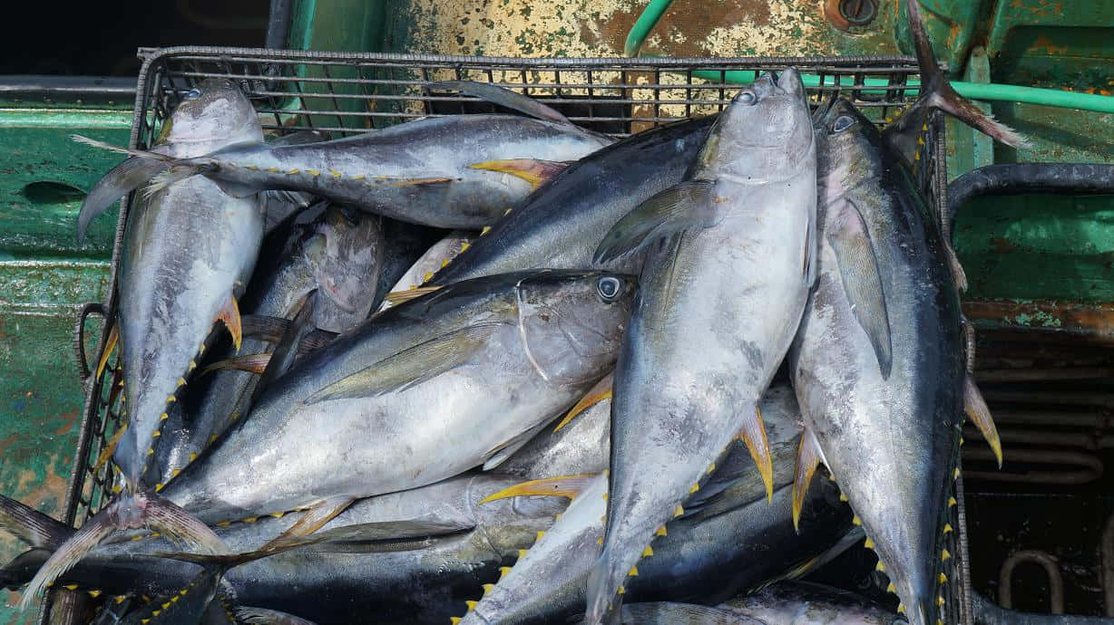  壁紙 — 新鮮捕獲的鮪魚堆放在一艘風化綠色船甲板上的金屬板條箱中。