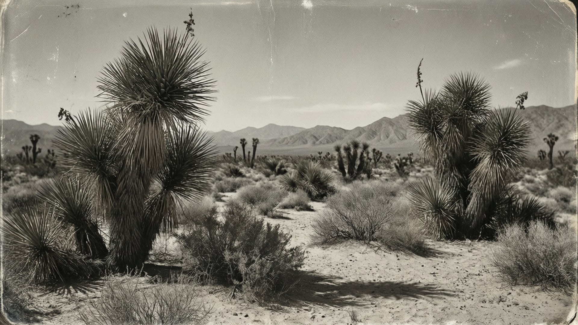 Everyday Life Desert 壁紙 — 復古棕褐色調的沙漠景觀，高聳的約書亞樹和遠山在明亮的天空下。
