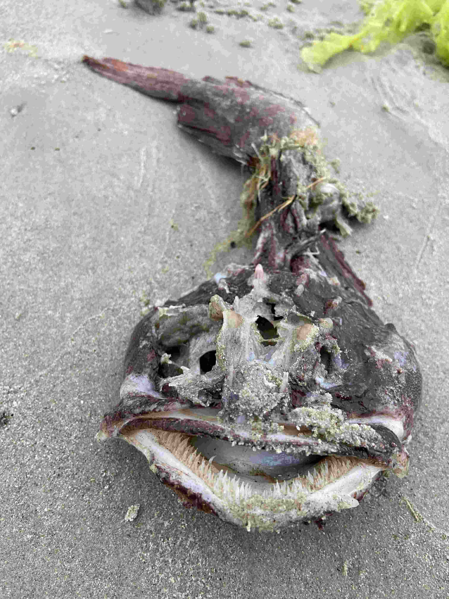  壁紙 — 一條腐爛的琵琶魚躺在濕沙上，藻類和碎屑附著在其多刺的頭部和張開的嘴上。
