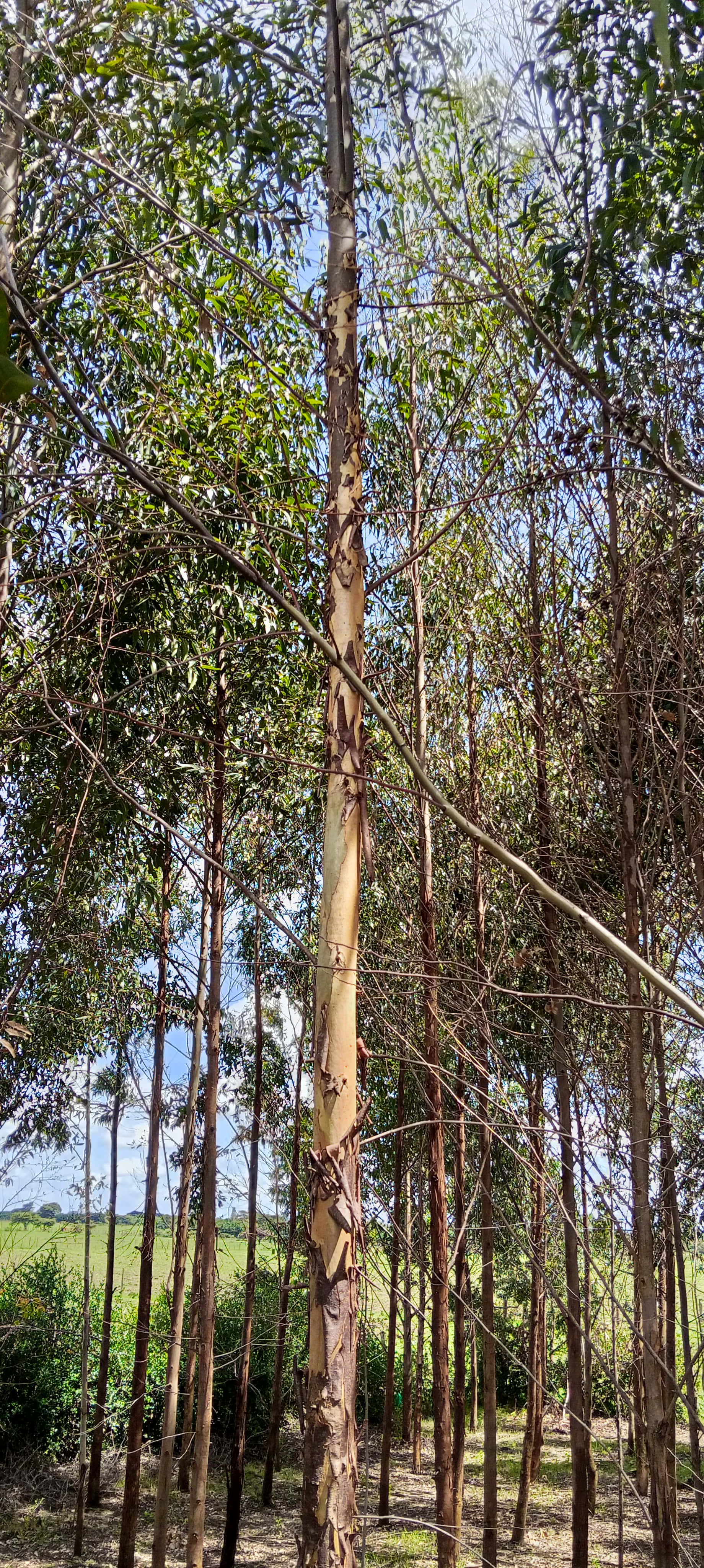 桌布 壁紙 — 高大的桉樹，樹皮剝落，在陽光明媚的林間空地中伸向明亮的藍天。