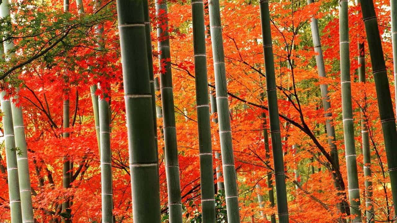 壁紙 — 高大的綠色竹莖穿過火紅橙紅色的秋葉樹冠，營造出充滿活力的森林場景。