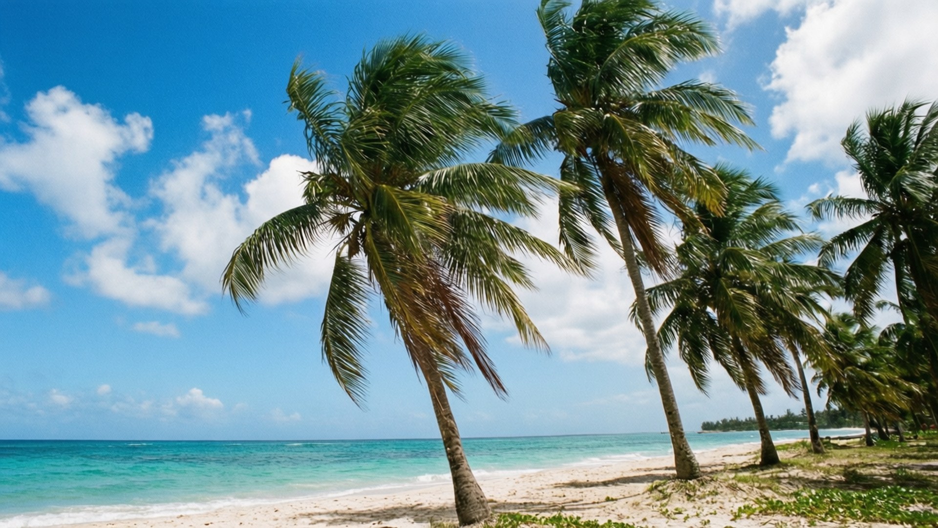 Palm Tree Paradise 壁紙 — 高大的棕櫚樹在純淨的白色沙灘上輕輕搖曳，天空湛藍，白雲朵朵。