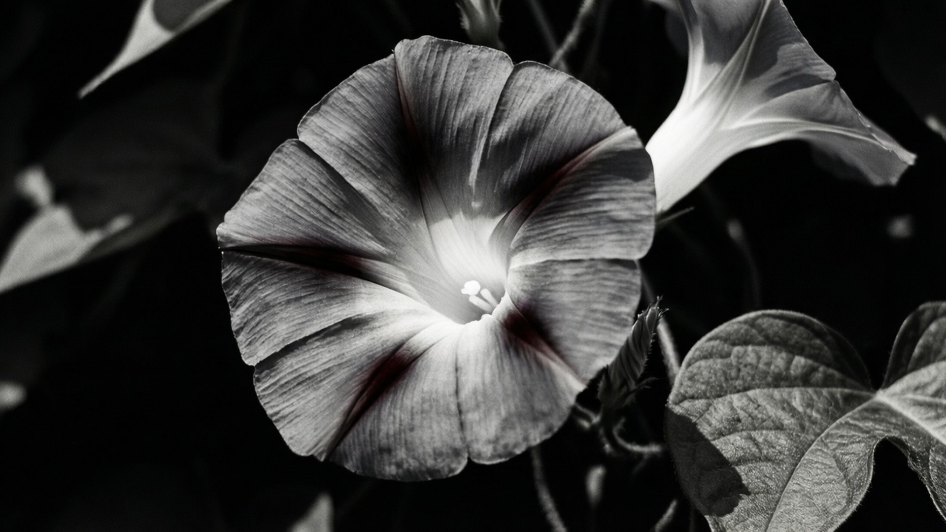 Monochrome Drama 壁紙 — 高對比度黑白特寫，展現月光花精緻花瓣和深色葉子，背景深邃陰影。