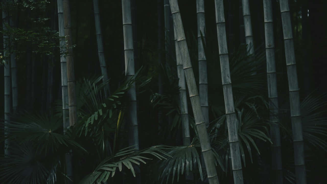  壁紙 — 高聳的竹莖和茂密的棕櫚葉在深暮中形成濃密陰暗的森林樹冠。