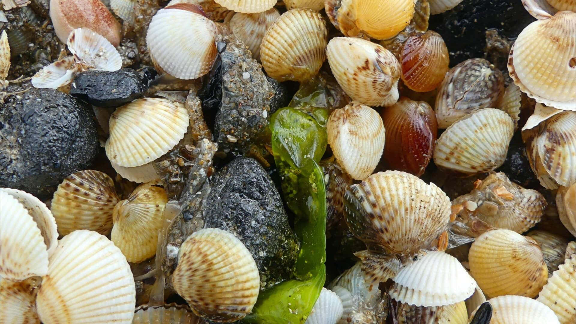  壁紙 — 各種貝殼和深色岩石的特寫，其間夾雜著綠色海藻。