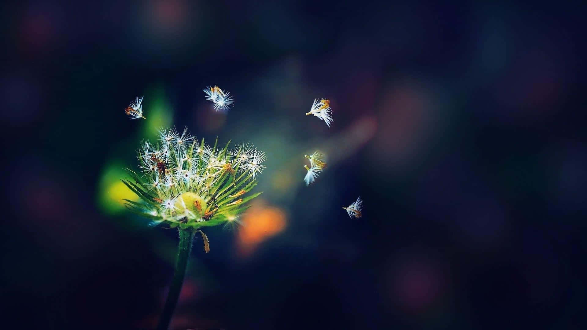 Dandelion 桌布 壁紙 — 一個發光的蒲公英種子頭將絨毛種子釋放到黑暗的散景背景中，帶有溫暖的光暈。