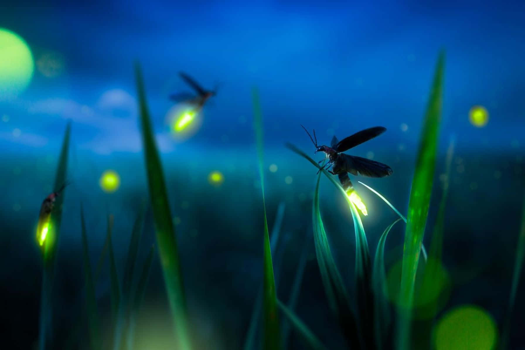  壁紙 — 發光的螢火蟲在深藍色夜空下照亮高草，帶有柔和散景燈光。