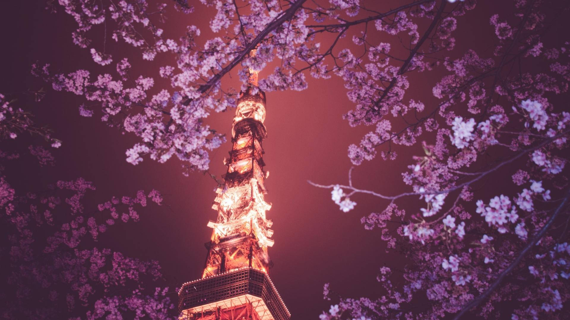 櫻花環繞著夜晚點亮的東京塔。 — 日本櫻花 壁紙