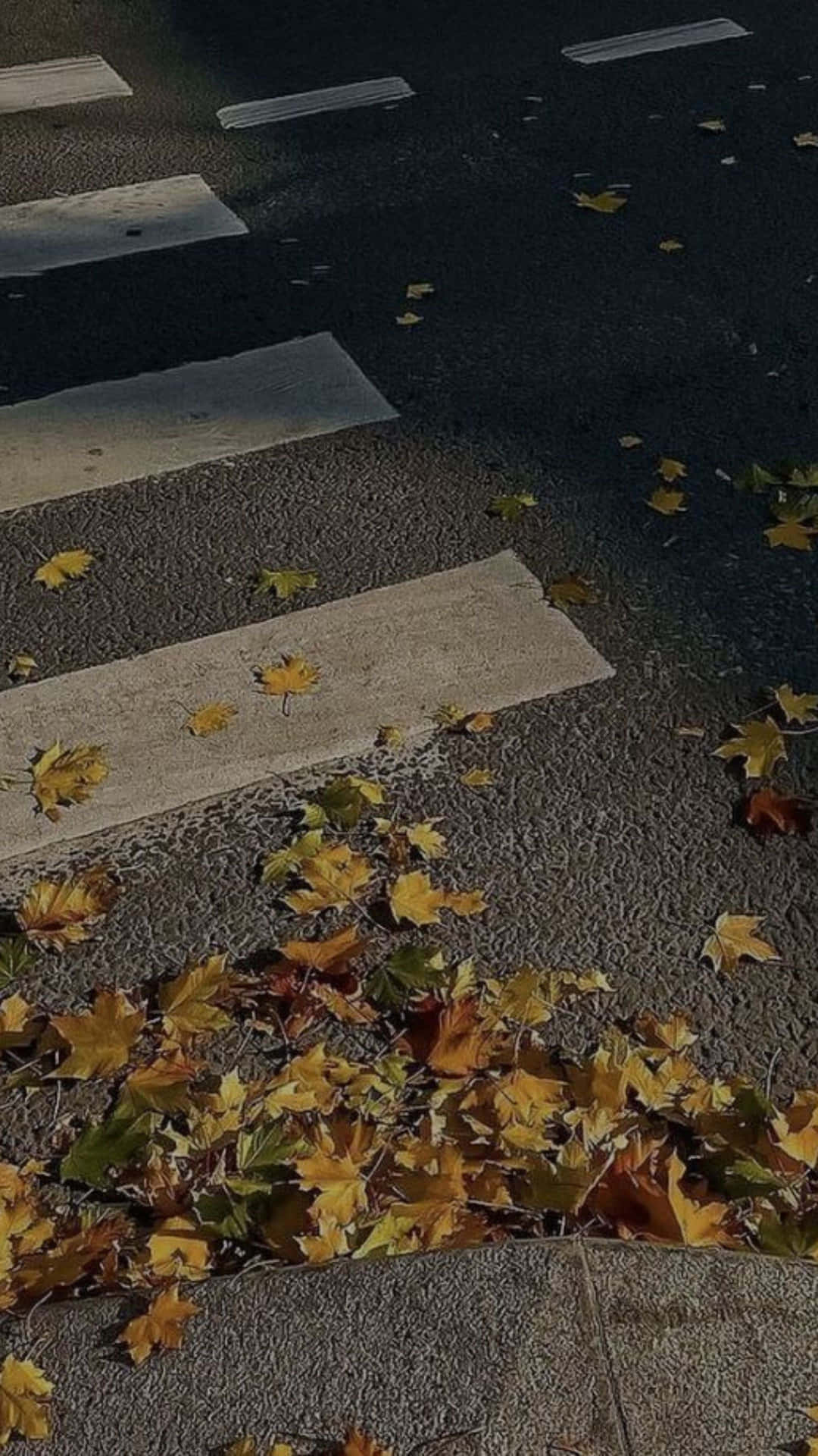  壁紙 — 金黃色的秋葉散落在濕漉漉的城市行人穿越道上，在柔和日光下。