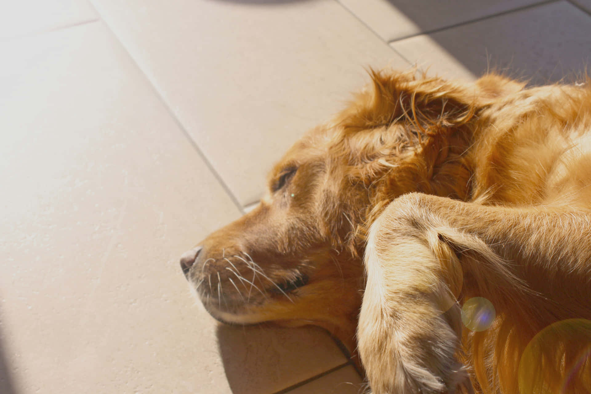  壁紙 — 一隻黃金獵犬在陽光照射的瓷磚地板上平靜地休息，柔和鏡頭光暈突顯其放鬆的表情。