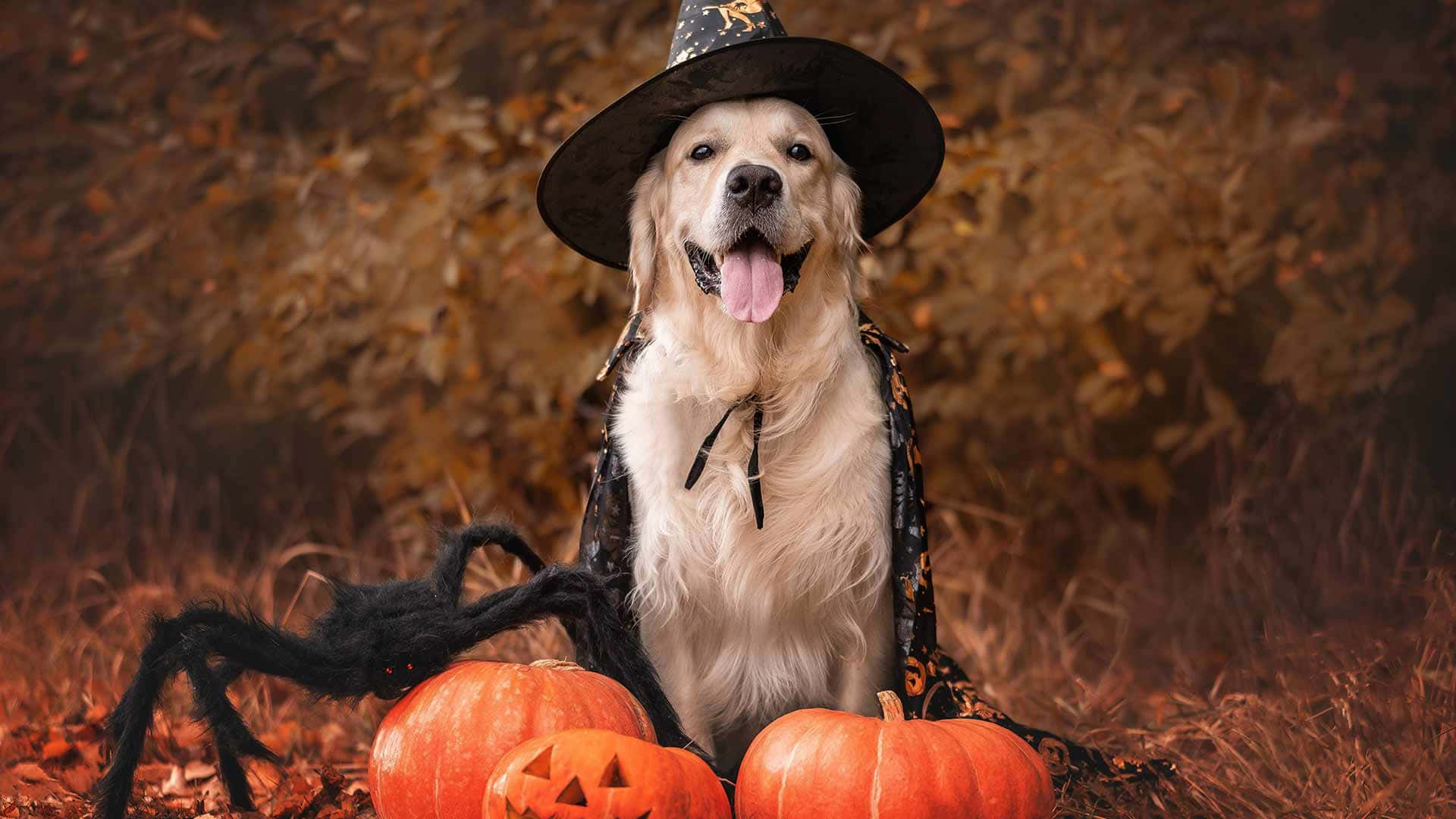  壁紙 — 一隻黃金獵犬戴著巫師帽和披風，開心地坐在南瓜和一隻大黑蜘蛛之間的秋葉中。
