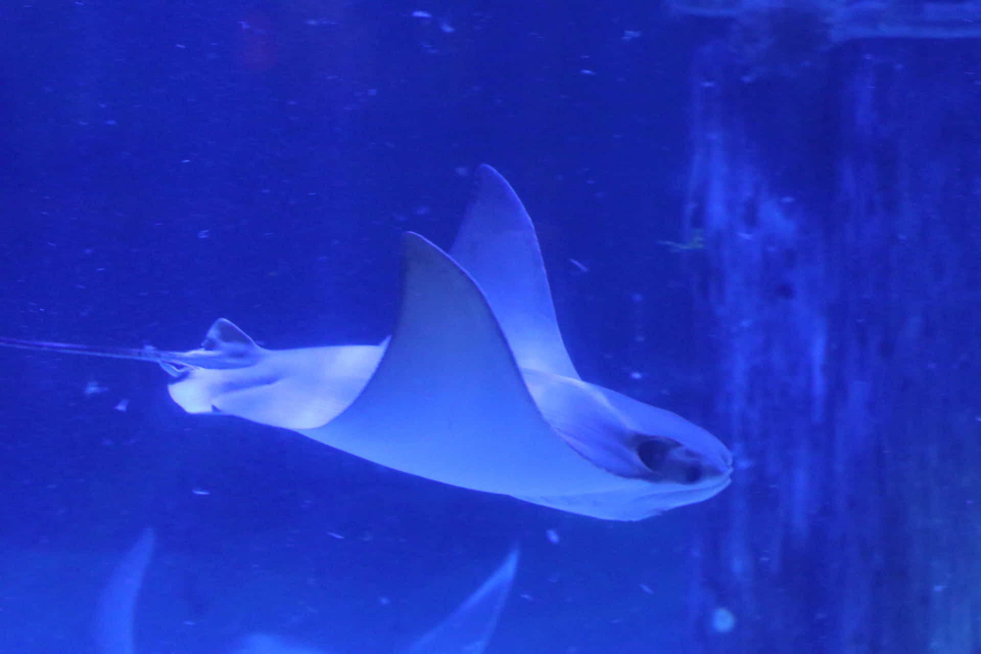  壁紙 — 一條優雅的蝠魟在深藍色的水族箱水中滑行，帶著寧靜而孤獨的存在感。