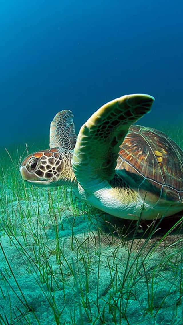  壁紙 — 一隻綠海龜在碧綠的海水中優雅地滑行，下方是佈滿搖曳海草的沙質海床。