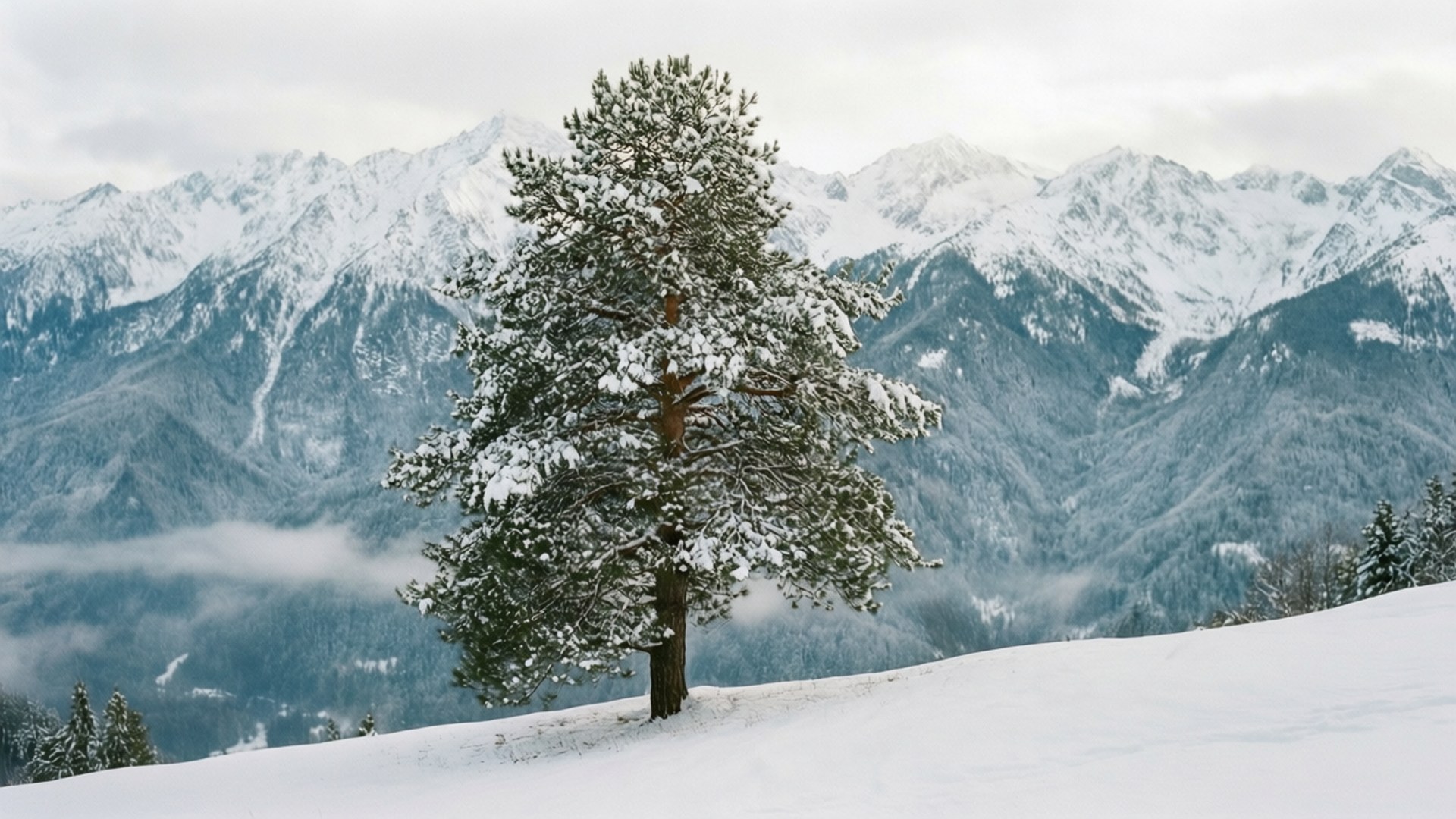 Solitary Pine Ridge 壁紙 — 一棵孤獨的松樹披著雪，站在白雪覆蓋的山坡上，背景是雄偉的雪山和霧氣繚繞的山谷。