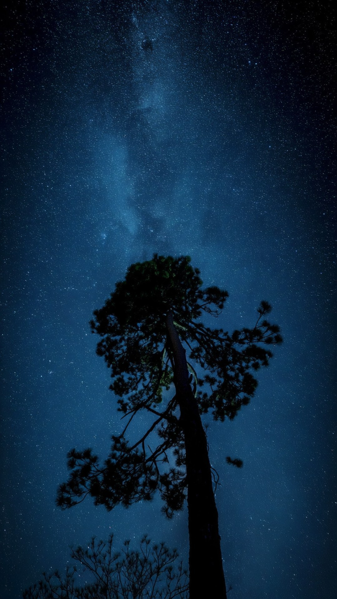 Starry Pine Vertical 壁紙 — 一棵孤獨的松樹在深藍色夜空下剪影，夜空佈滿星星和銀河。