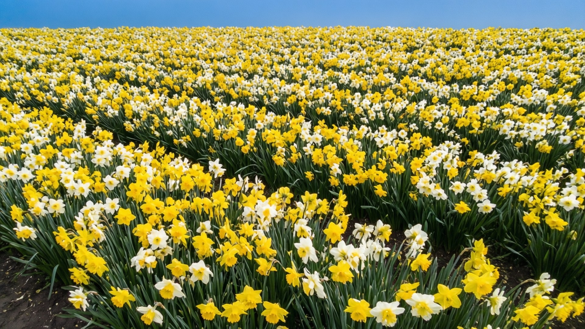 Daffodil Garden Aerial 壁紙 — 廣闊的黃色和白色水仙花田，在清澈的藍天下整齊排列。