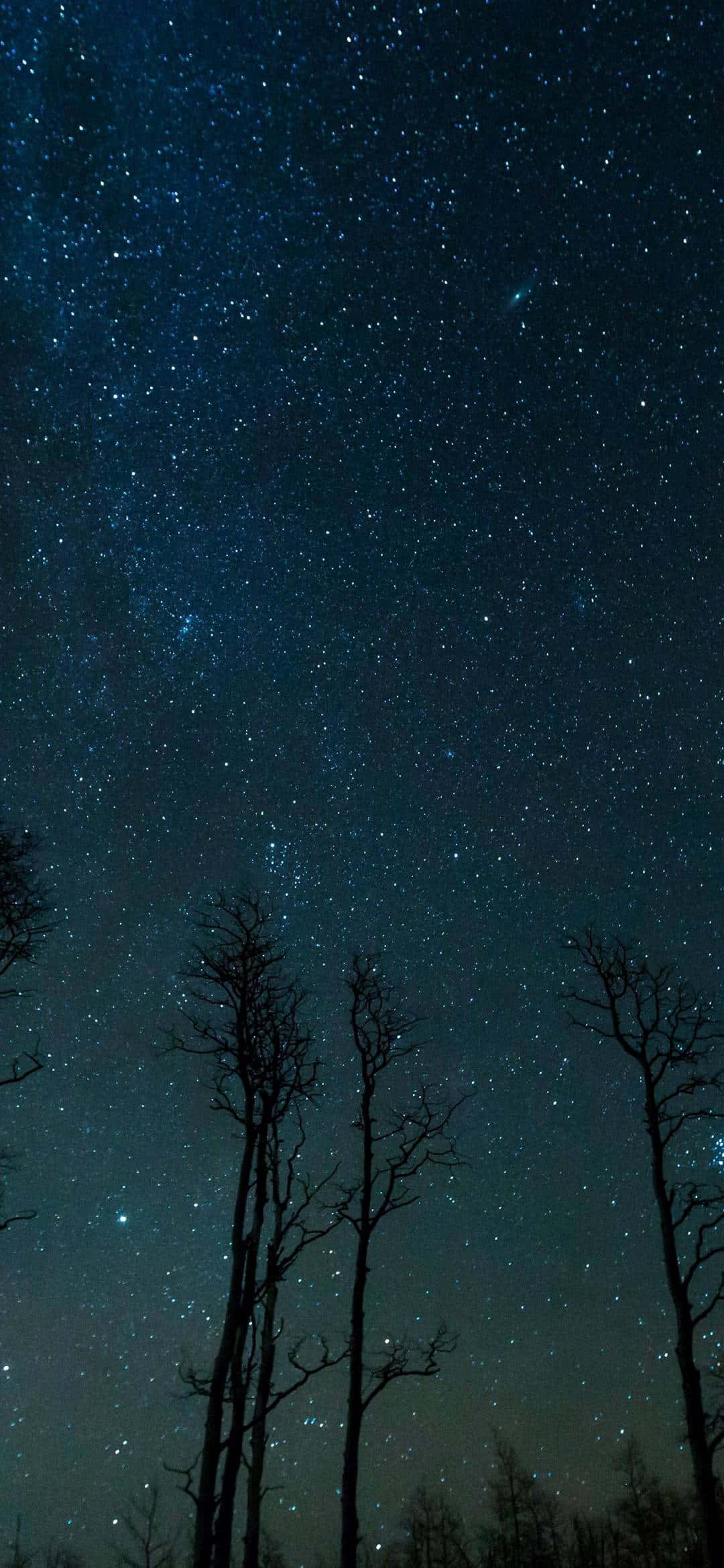 光禿禿的樹木在繁星點點的夜空下呈現剪影。 — iPhone 13 壁紙