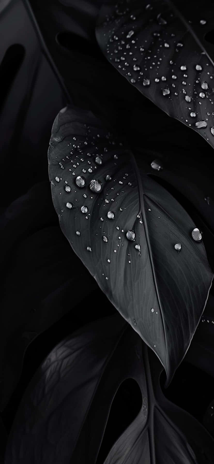  壁紙 — 光澤的龜背竹葉在深黑色背景下閃爍著露珠，呈現出陰鬱的特寫。