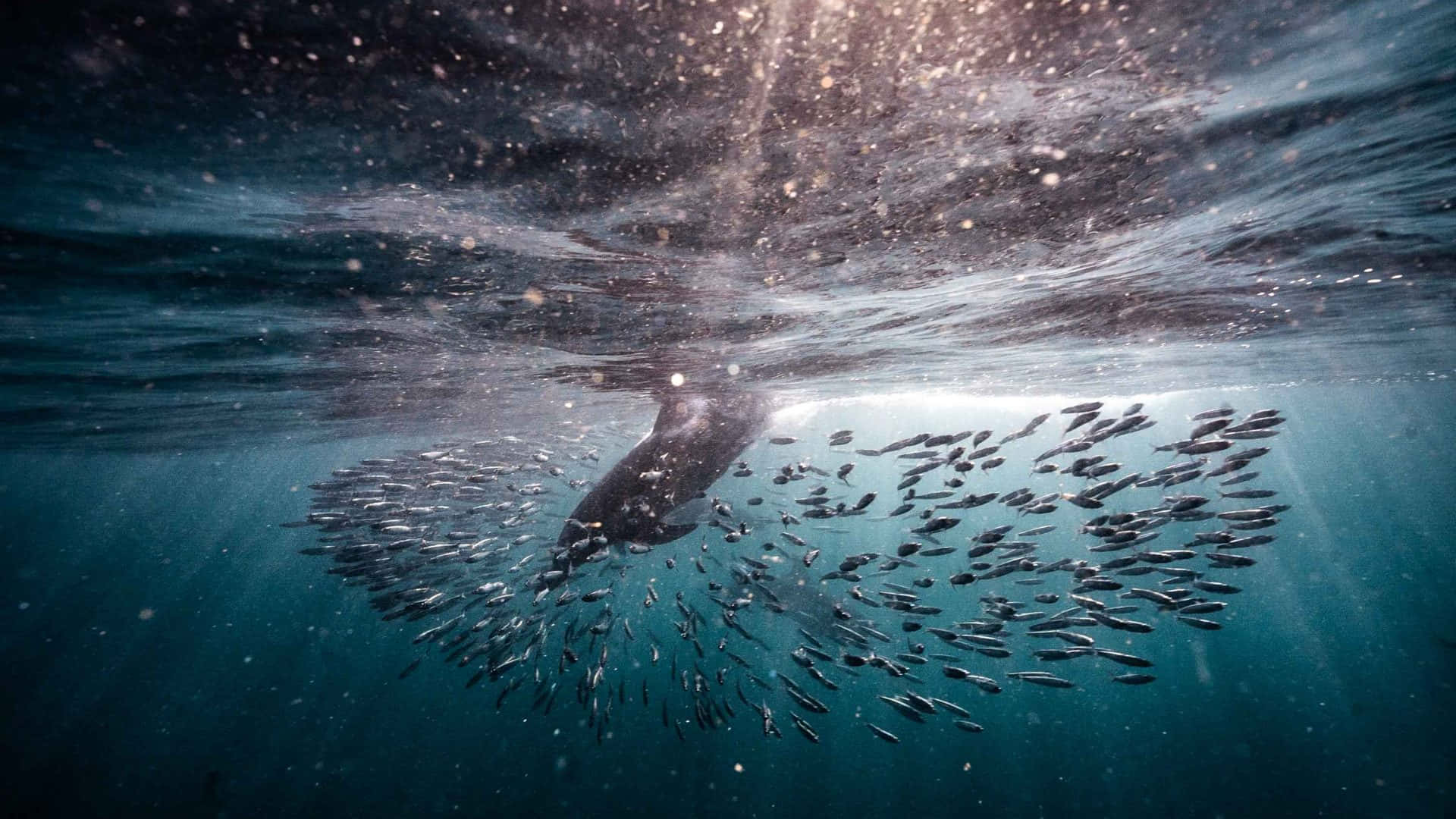  壁紙 — 海豚優雅地在水中游動，被旋轉的魚群包圍，陽光穿透海面。