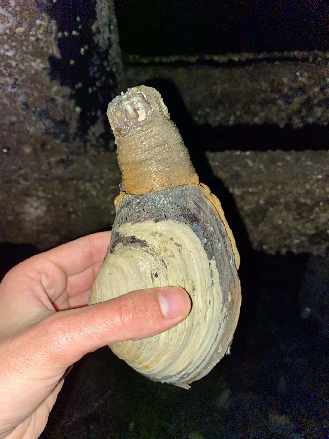  壁紙 — 一隻手拿著一個大型、有紋理的淡水蚌殼，表面粗糙且分層，上殼顏色較深，背景昏暗且帶有砂礫感。
