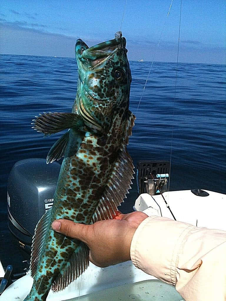 Lingcod 桌布 壁紙 — 一隻手從船上拿著一條張開嘴的大斑點魚，背景是平靜的藍色海洋和晴朗的天空。