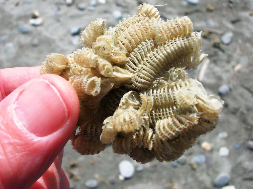  壁紙 — 一隻手拿著一簇米色分節海洋生物化石，背景是卵石海灘。