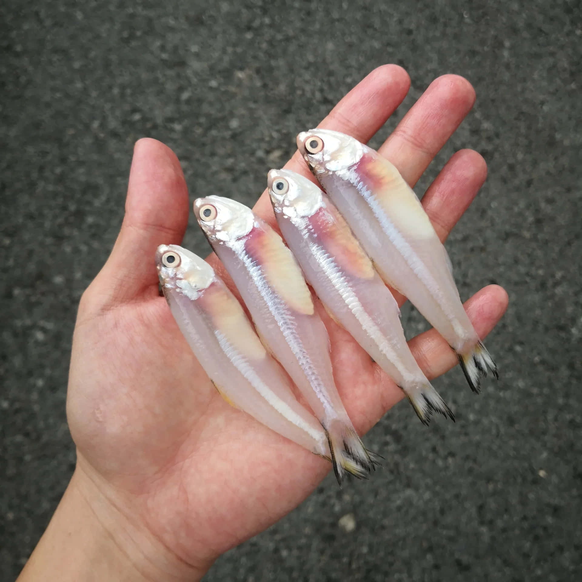  壁紙 — 一隻手拿著四條帶有銀色鱗片和黑色尖端鰭的小型半透明魚，背景是深色瀝青。