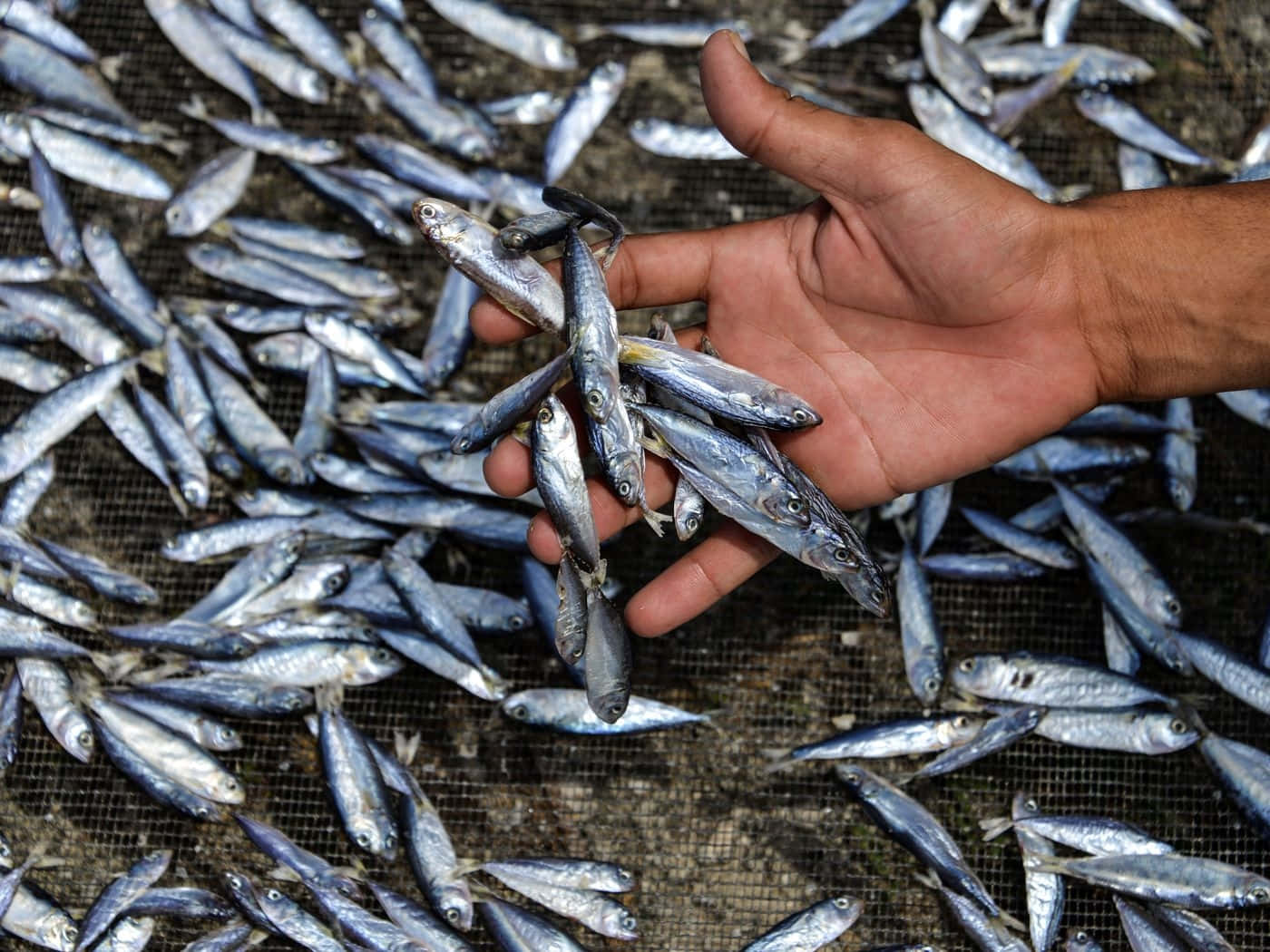 壁紙 — 一隻手在佈滿更多魚的網狀表面上方，握住一把細小的銀色魚。