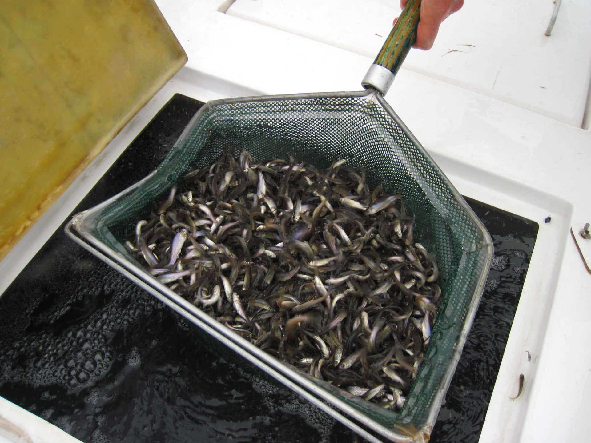  壁紙 — 一隻手拿著一個綠色網篩，裡面裝滿了銀色小魚，放在一個裝滿深色水的白色水槽上方。