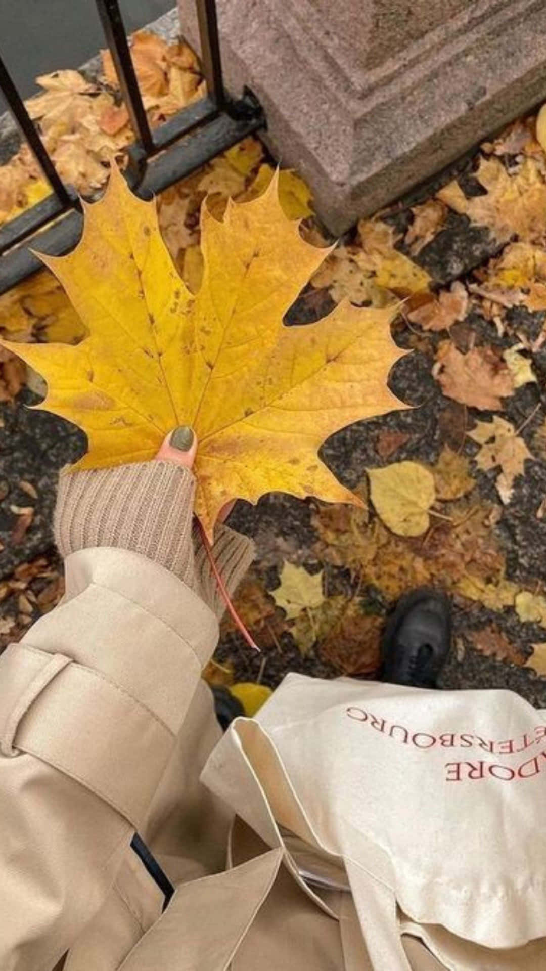  壁紙 — 一隻穿著米色外套的手，在石柱附近滿是落葉的地面上方，舉起一片鮮黃色的楓葉。