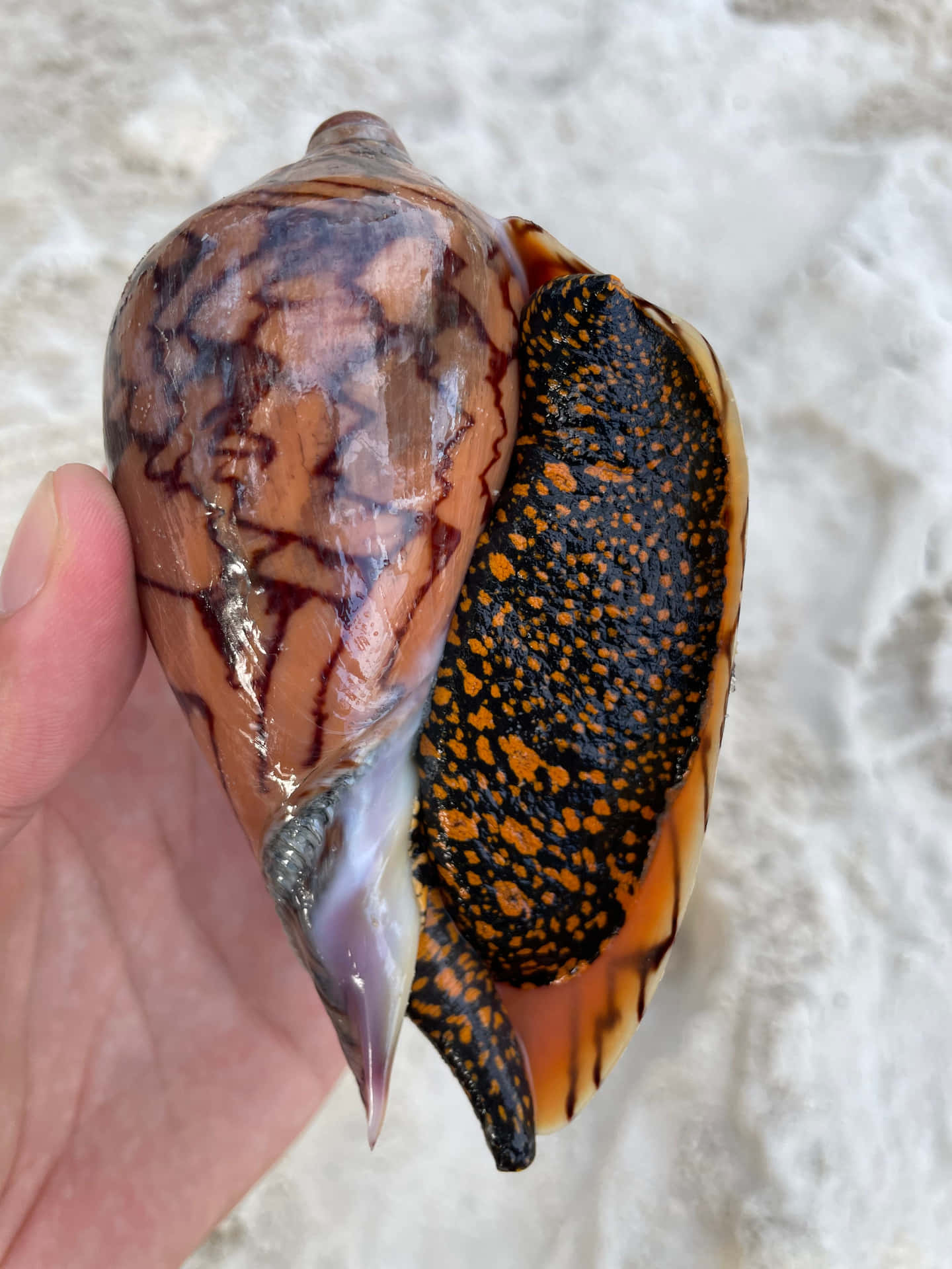  壁紙 — 一隻手拿著一個大型海螺殼，上面有複雜的橙色、黑色和白色圖案，背景是沙灘。