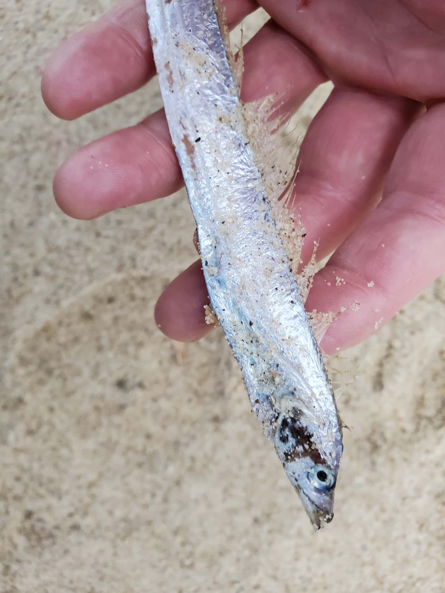  壁紙 — 一隻手拿著一條覆蓋著沙子的細長銀色魚，背景是沙灘。