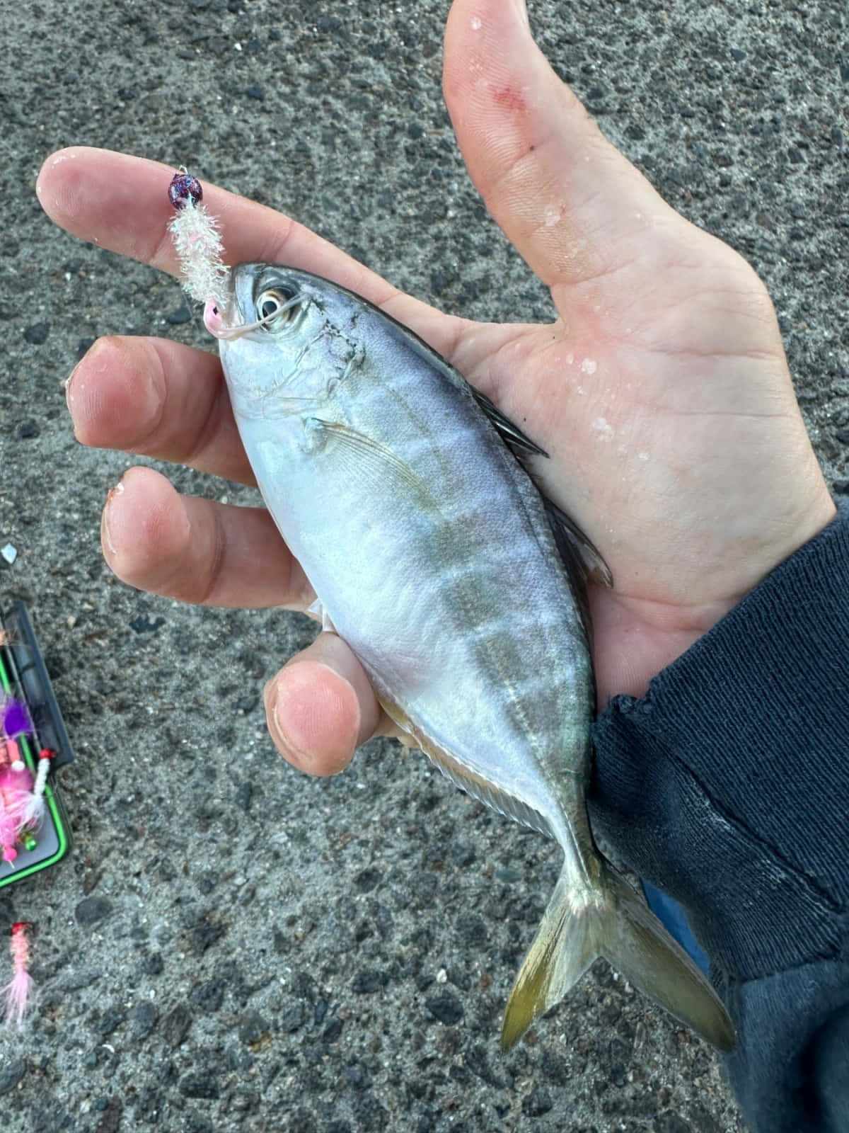  壁紙 — 一隻手在灰色碎石背景上，拿著一條小銀魚，魚嘴裡有魚餌。