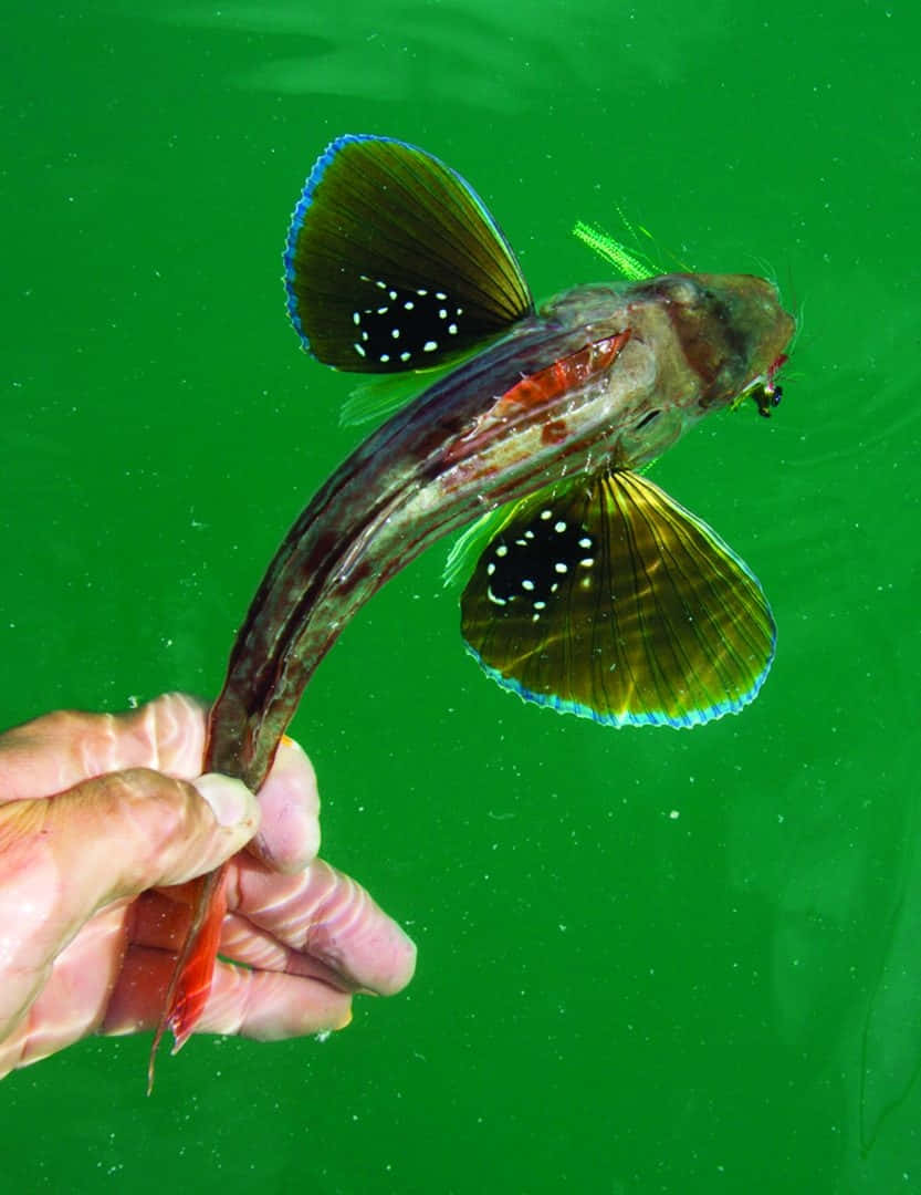  壁紙 — 一隻手拿著一條色彩鮮豔、帶有斑點鰭的魚，背景是渾濁的綠色水下環境。