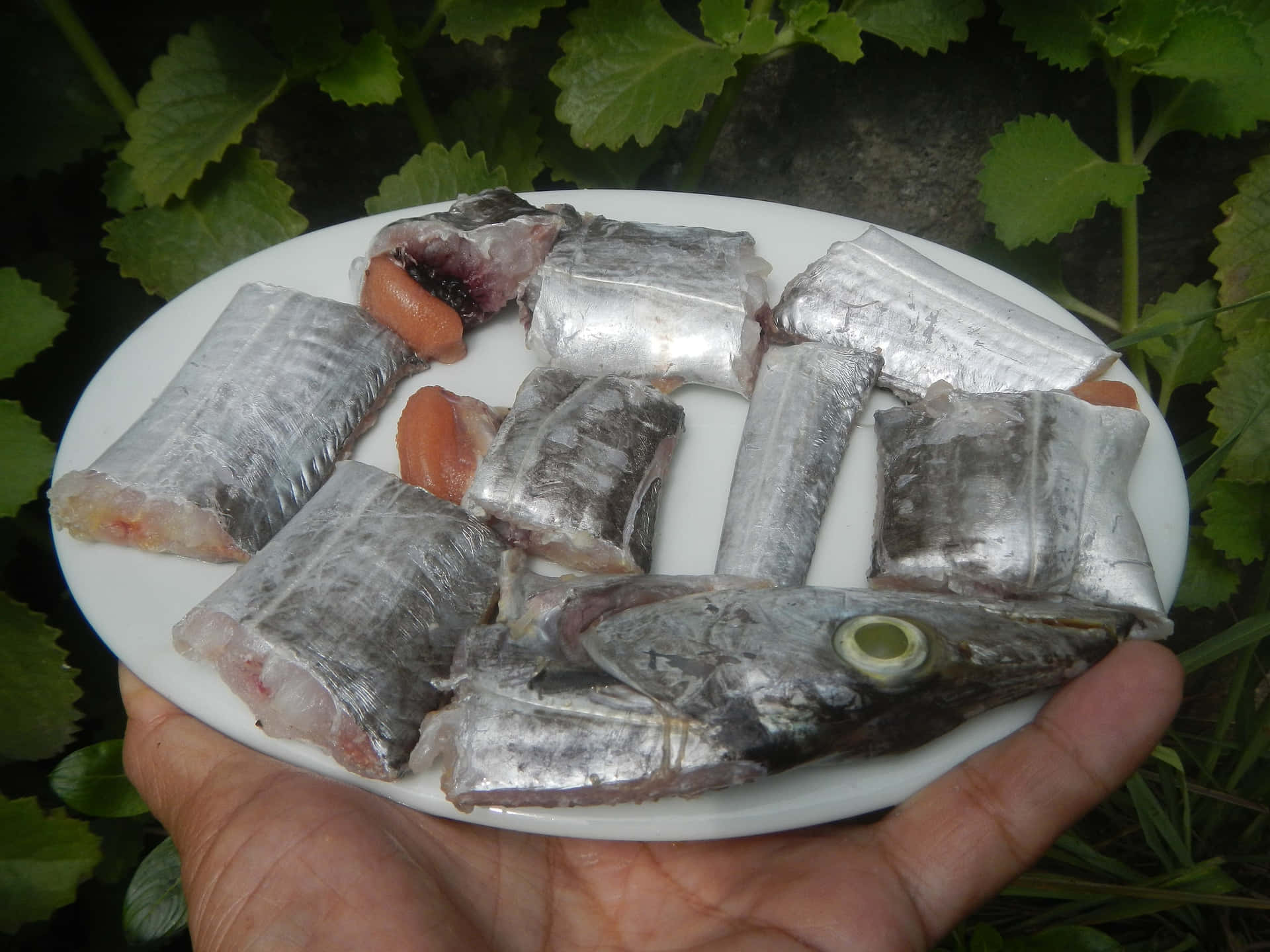  壁紙 — 一隻手拿著一個白色盤子，上面有生魚片和魚頭，背景是茂密的綠色樹葉。