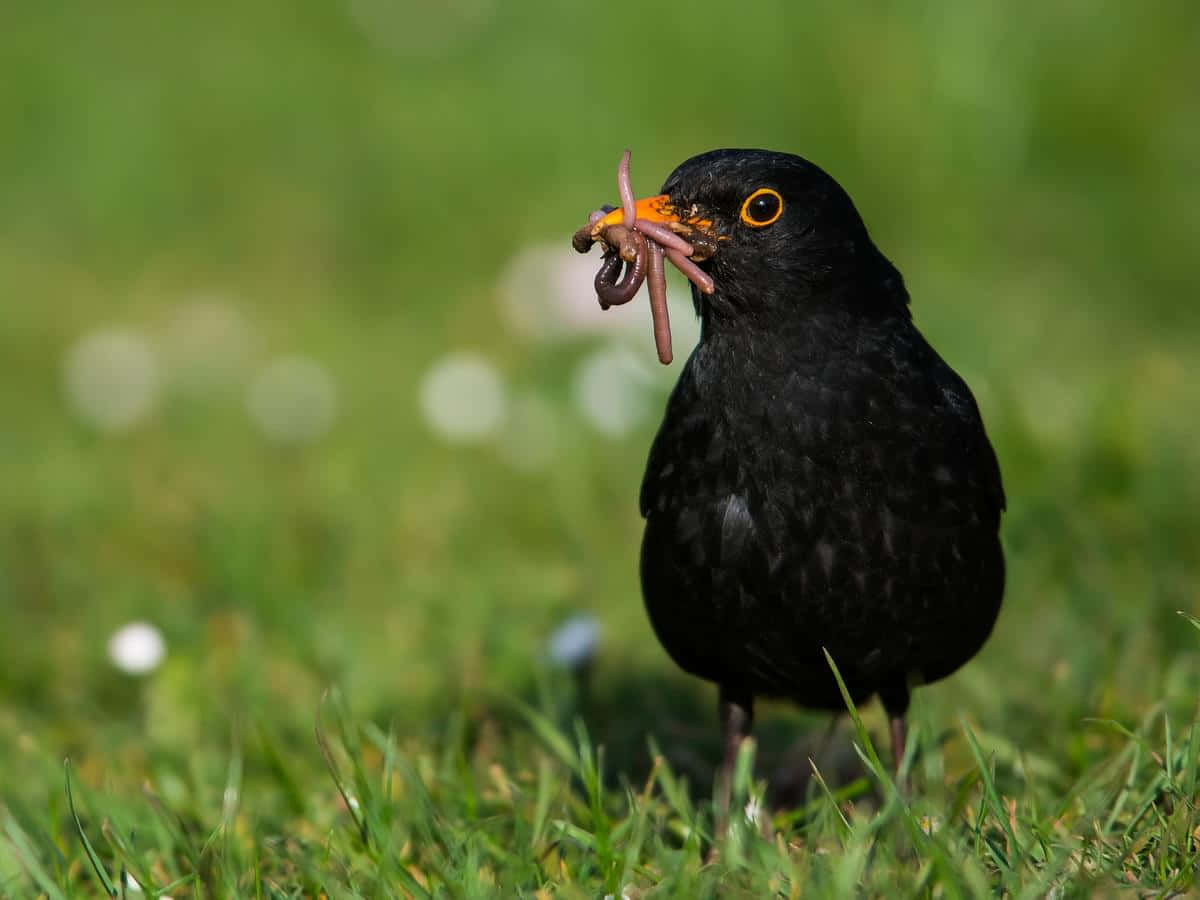  壁紙 — 一隻擁有亮橙色喙的黑鳥，在陽光明媚的草地上叼著一條扭動的蟲。