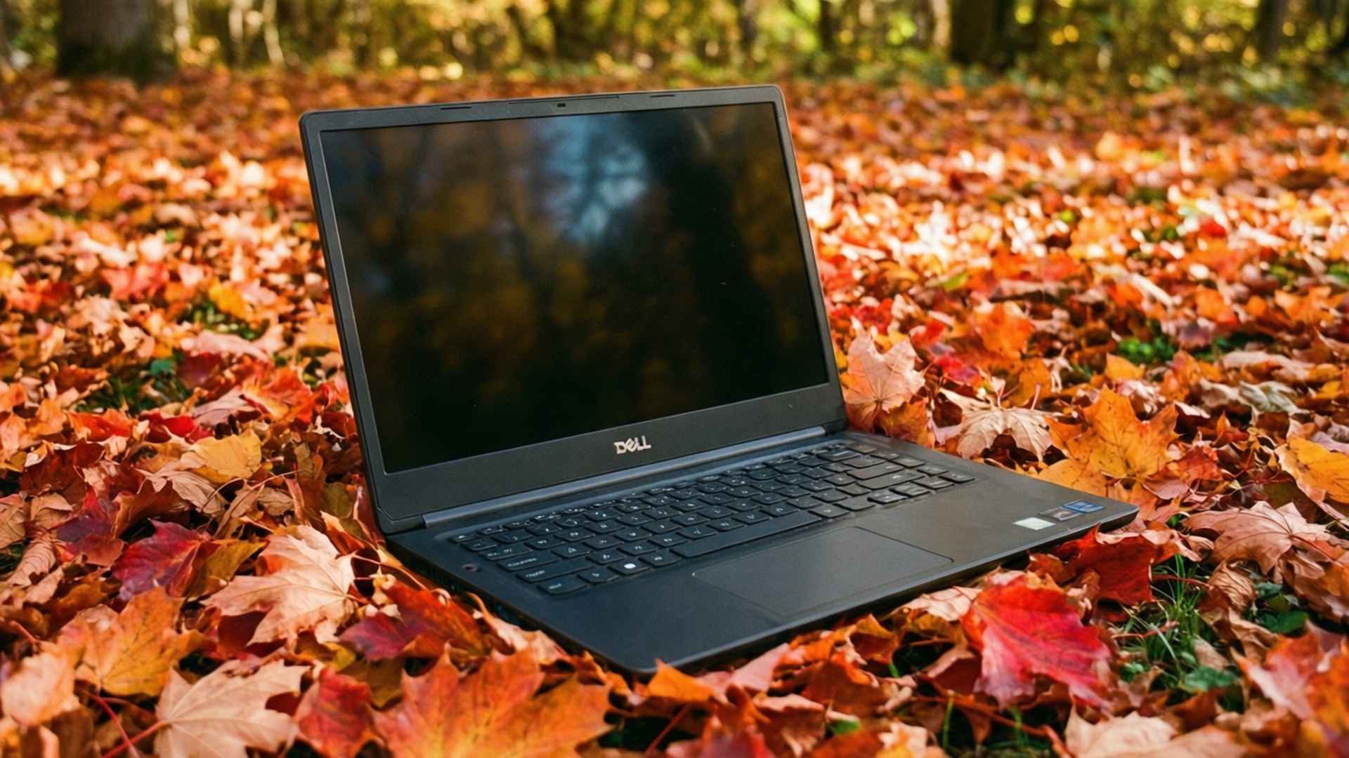 Autumn Leaves Dell XPS 壁紙 — 一台黑色 Dell 筆記型電腦打開放在陽光普照的森林中，厚厚的鮮紅色、橙色和黃色秋葉地毯上。