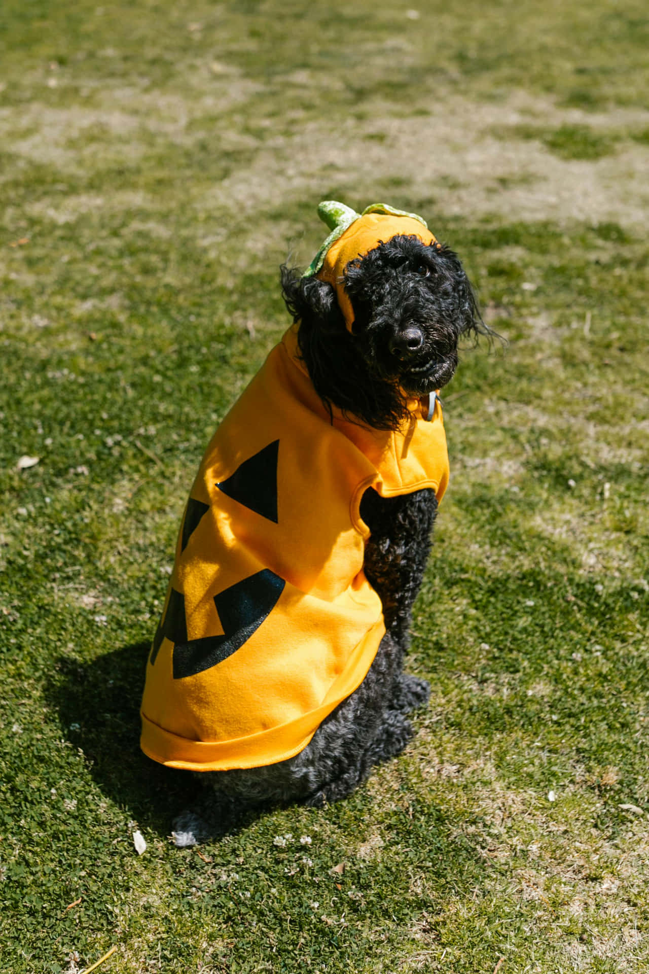  壁紙 — 一隻黑色貴賓犬坐在草地上，穿著鮮橙色南瓜造型服裝，帶有黑色三角形眼睛和嘴巴。