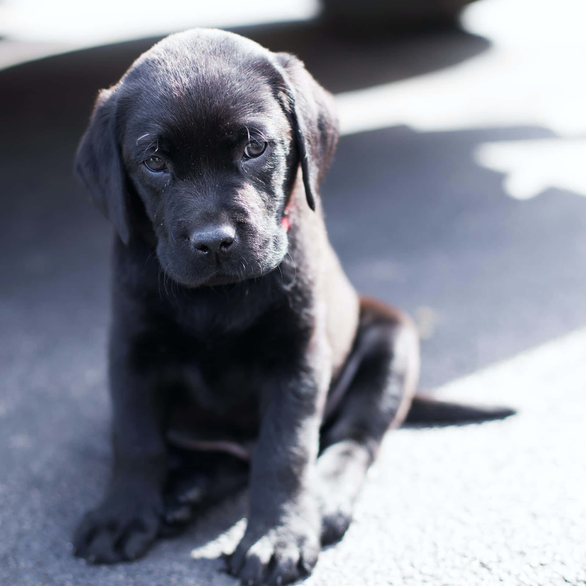陽光下坐在人行道上的黑色拉布拉多幼犬 — 小狗 壁紙