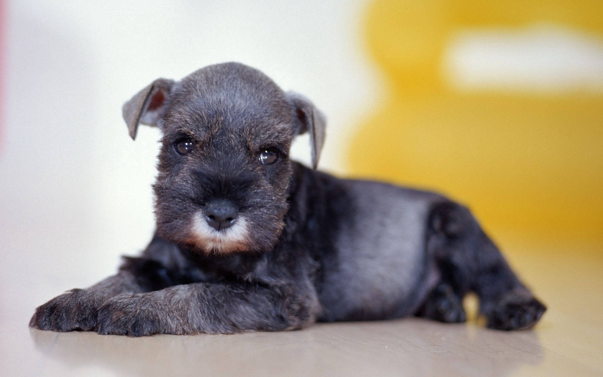 黑色雪納瑞幼犬白色胸部躺臥室內 — 狗 壁紙