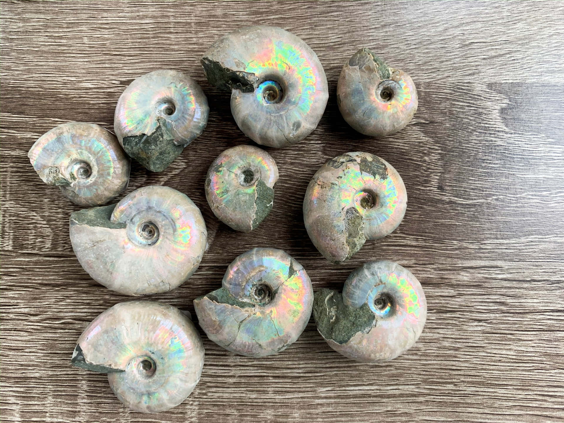  壁紙 — 一系列帶有彩虹光澤的虹彩菊石化石，放置在紋理木質表面上。