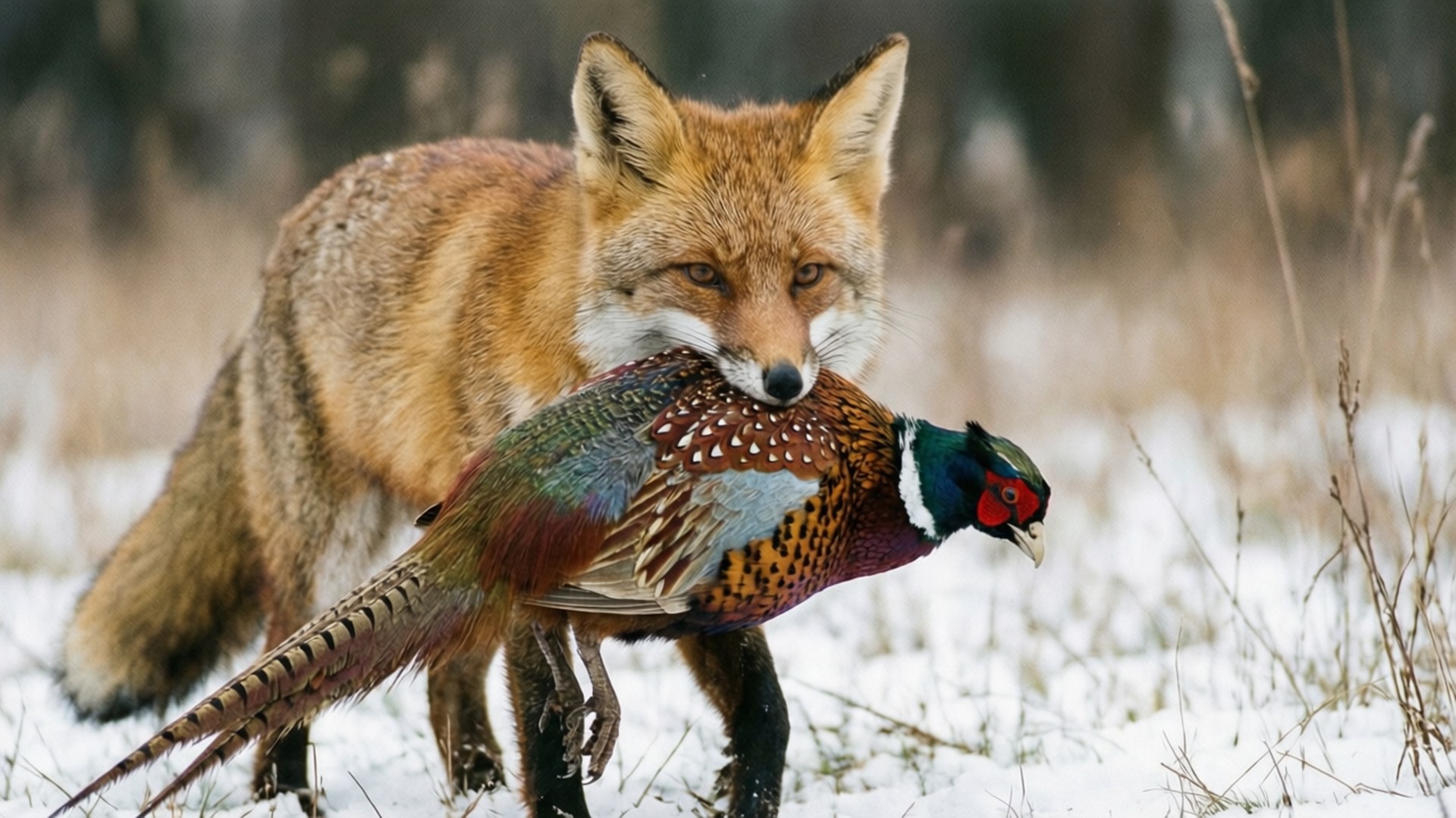 Fox Hunting Prey 壁紙 — 一隻紅狐站在雪地裡，嘴裡叼著一隻色彩繽紛的野雞，背景是模糊的冬日景色。