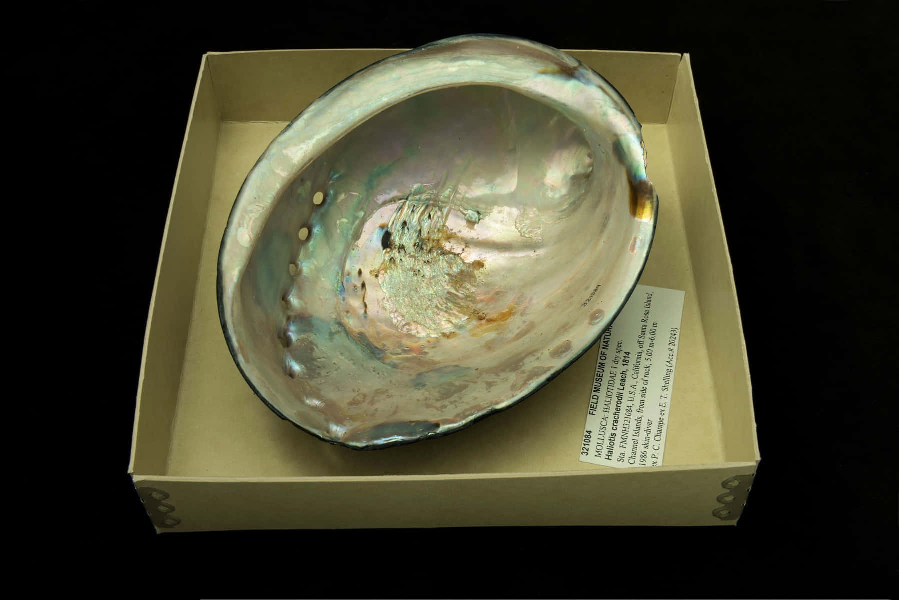  壁紙 — 一個虹彩鮑魚殼放在黑色背景前的米色盒子中，展現其珍珠般的內部和自然紋理。