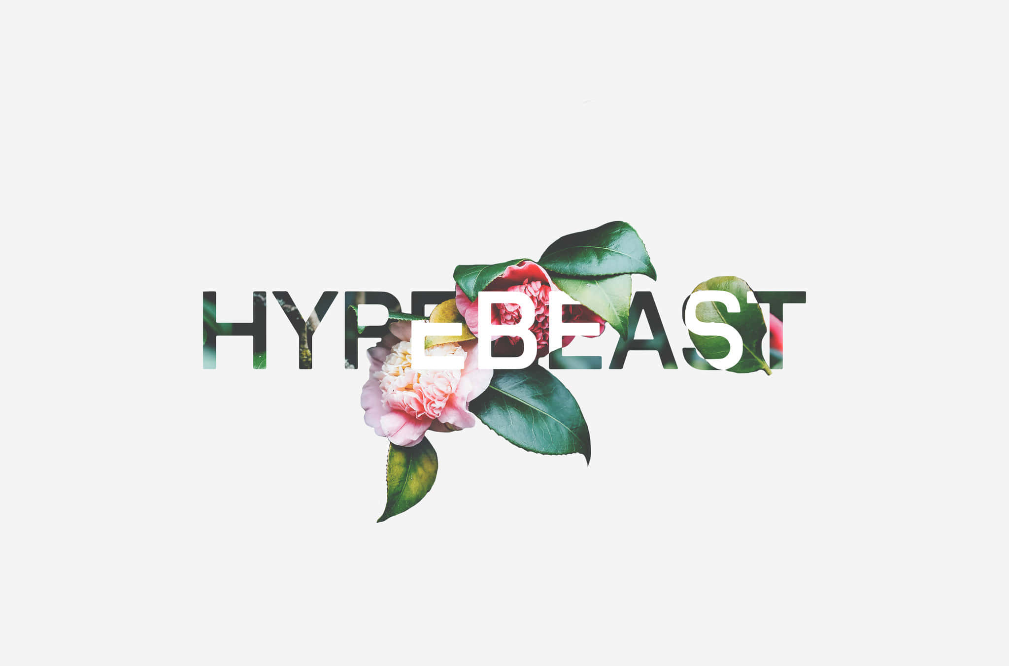 潮流玩家 桌布 壁紙 — 「HYPEBEAST」一詞覆蓋著粉紅色的山茶花和綠葉，背景為淺灰色。
