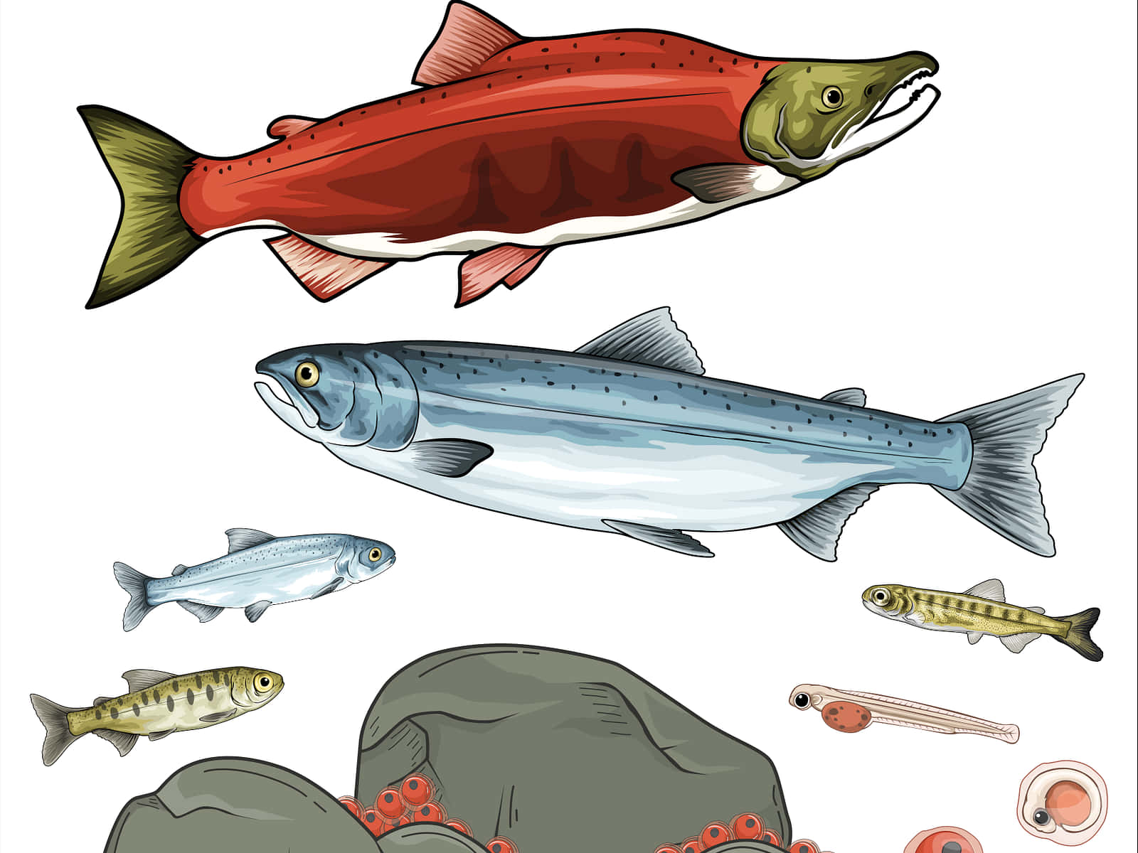  壁紙 — 以乾淨的教育圖表風格繪製的鮭魚和魚類物種插圖，包含卵和岩石。