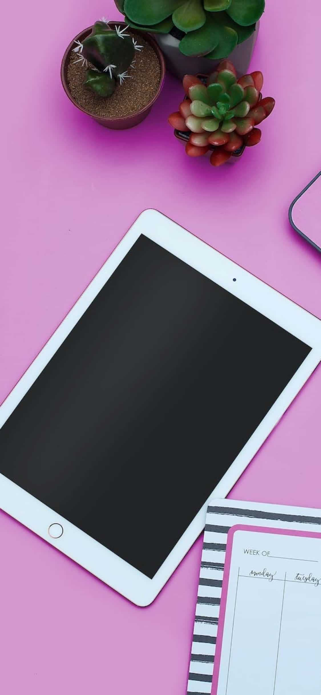 iPhone X 桌布背景 粉紅桌面與 iPad 壁紙 — 一台白色平板電腦放在充滿活力的粉紅色表面上，旁邊有多肉植物和條紋計劃本。