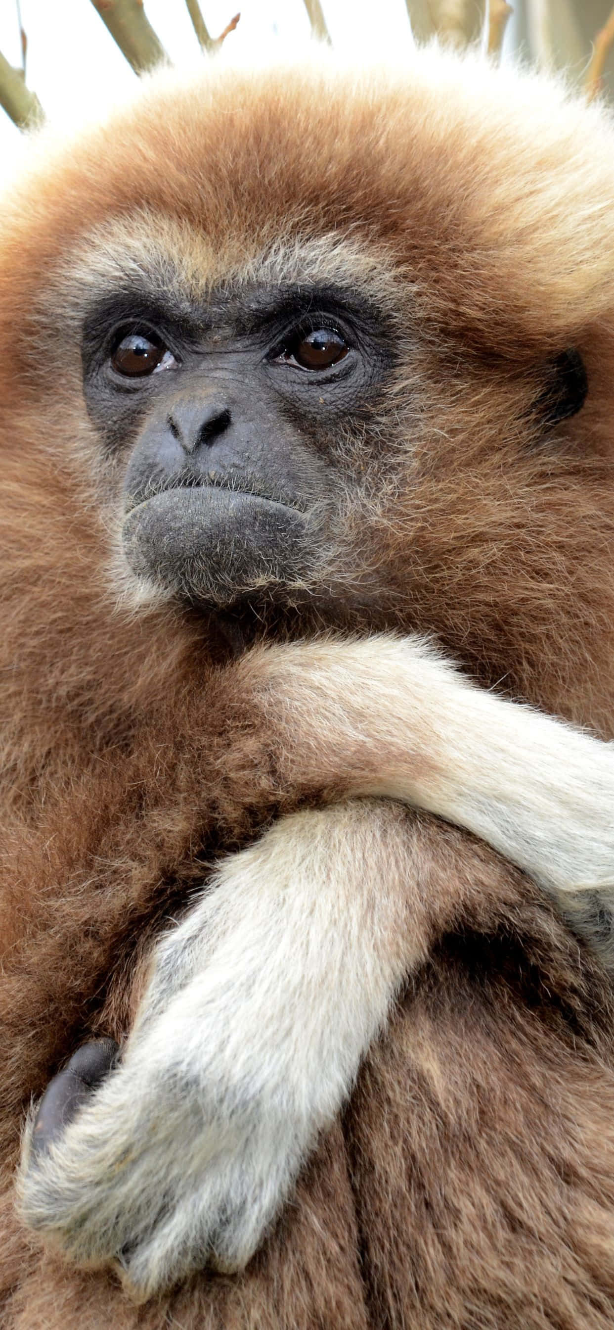 iPhone XS Max Gibbon 近距離特寫 壁紙