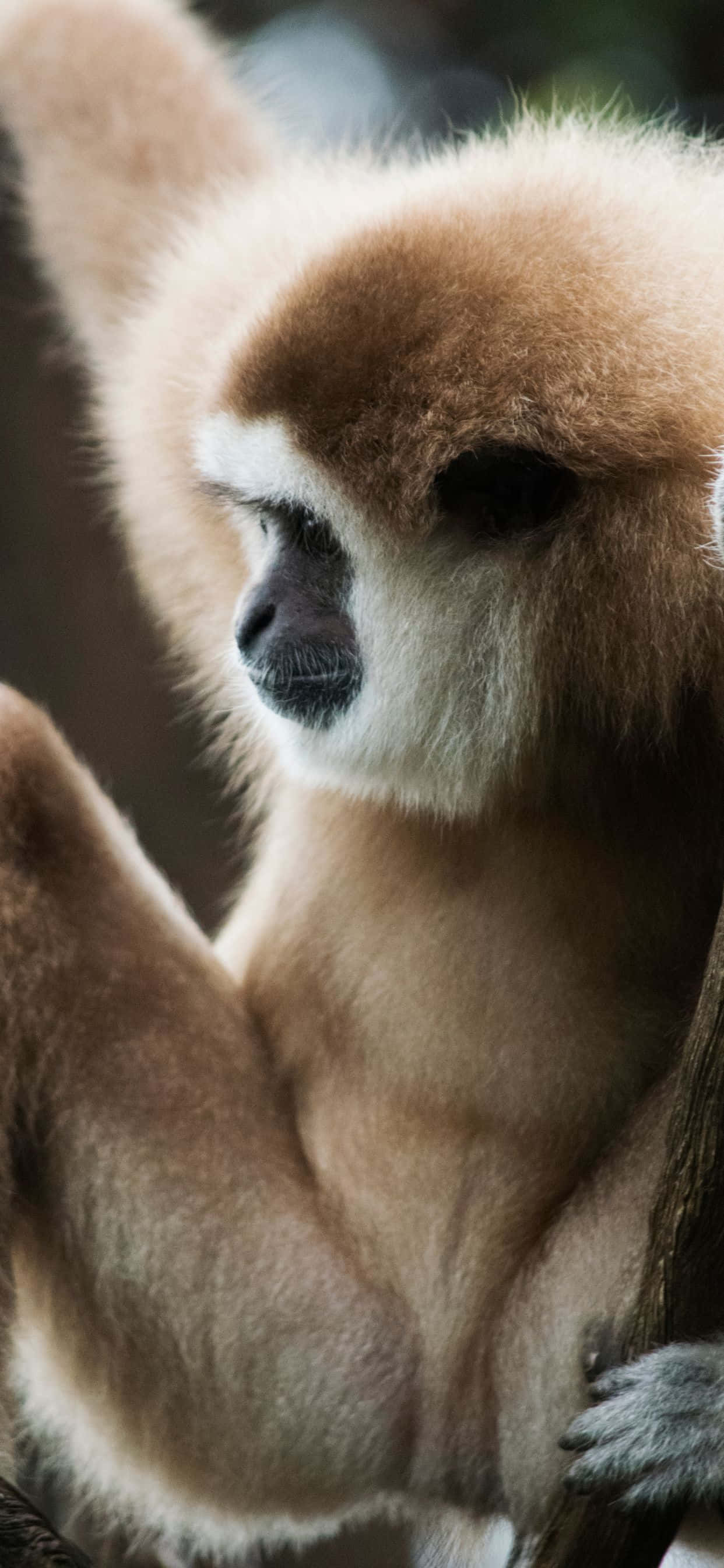 從 iPhone Xs Max Gibbon 獲得靈感 壁紙 — 長臂猿的特寫，有柔軟的棕色毛和白色面部標記，棲息在樹枝上。