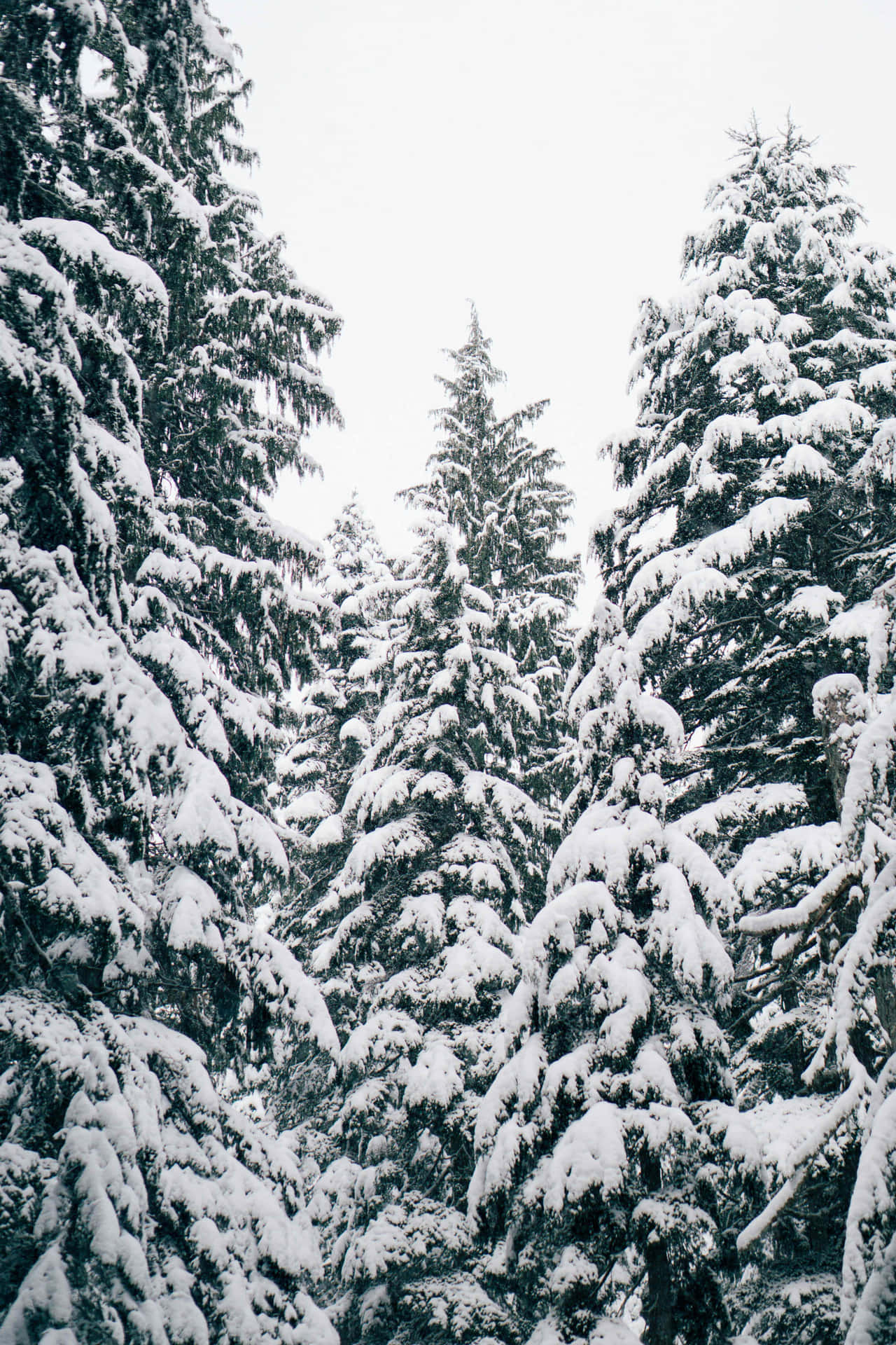  壁紙 — 積雪的常綠樹在蒼白的冬日天空下，於寧靜的森林場景中聳立。